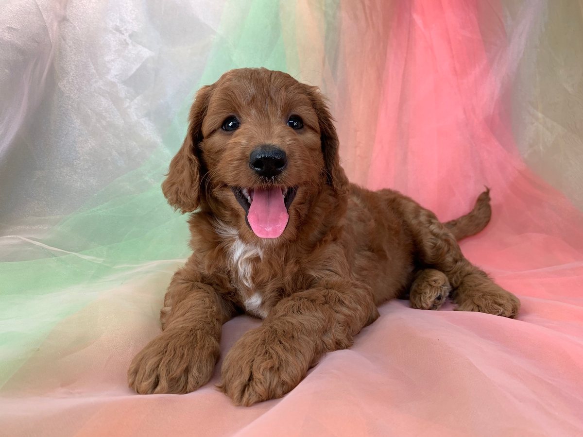 Dark Red Female F1b Mini Bernedoodle Puppy for Sale, DOB 6-15-2022, $1200